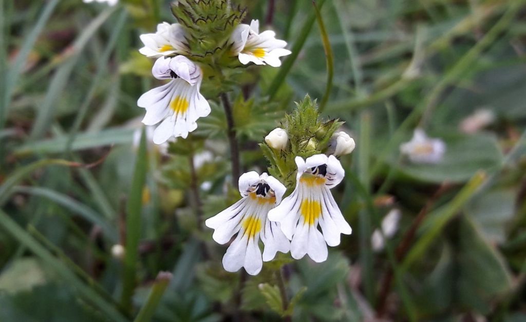 Quale Euphrasia ?